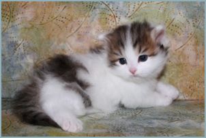 Male Siberian Kitten from Deedlebug Siberians